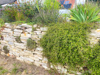 250729_Blumenschmuck-4